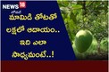 మామిడి తోటతో లక్షలో ఆదాయం.. ఇది ఎలా సాధ్యమంటే..!