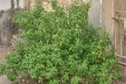 Tulasi Plant: మీ ఇంట్లో తులసి మొక్క వాడిపోతుందా? అయితే ఈ టిప్స్ పాటించండి..!