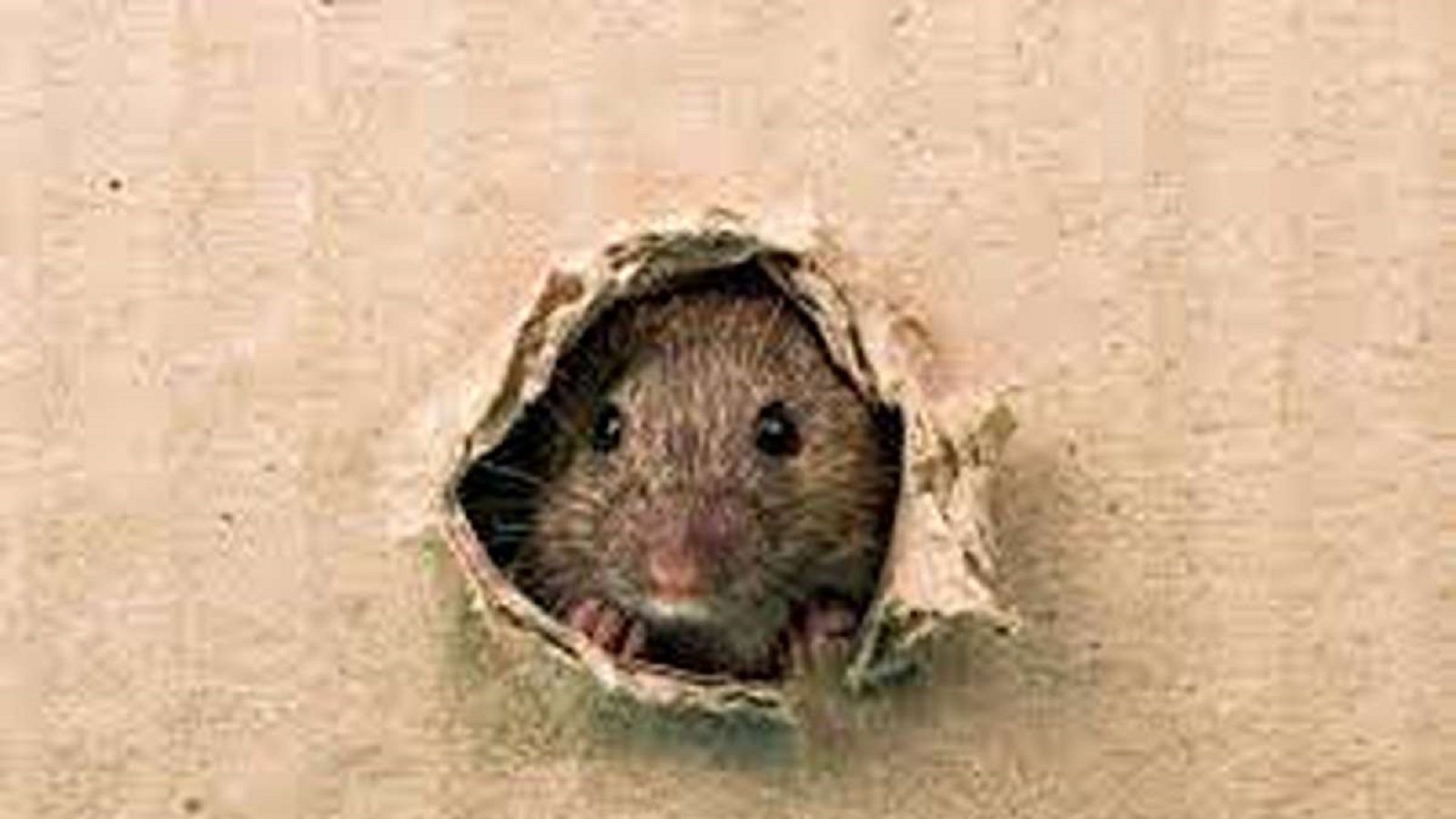Rats Problem| Remedies: ఇంట్లో ఎలుకలు పెరిగిపోయాయా ?.. ఈ సింపుల్ ...