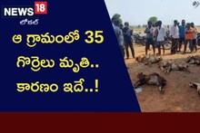 Tension in Village: ఆ గ్రామంలో ఏం జరుగుతోంది.. 30కి పైగా గొర్రెల మరణానికి కారణం ఏంటి?