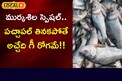 ముర్కశిల స్పెషల్..పచ్చాపల్ తినకపోతే అచ్చేది గీ రోగమే!!
