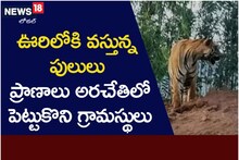 జనానికి నిద్రలేకుండా చేస్తున్న పులులు.. హడలిపోతున్న జనం