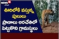 జనానికి నిద్రలేకుండా చేస్తున్న పులులు.. హడలిపోతున్న జనం