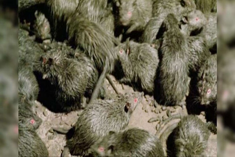 Rats Problem| Remedies: ఇంట్లో ఎలుకలు పెరిగిపోయాయా ?.. ఈ సింపుల్ ...