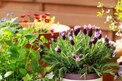 Vastu tips : ఈ 5 మొక్కలు ఇంట్లో ఉంటే మీ సంపద రెట్టింపు అవుతుందట!