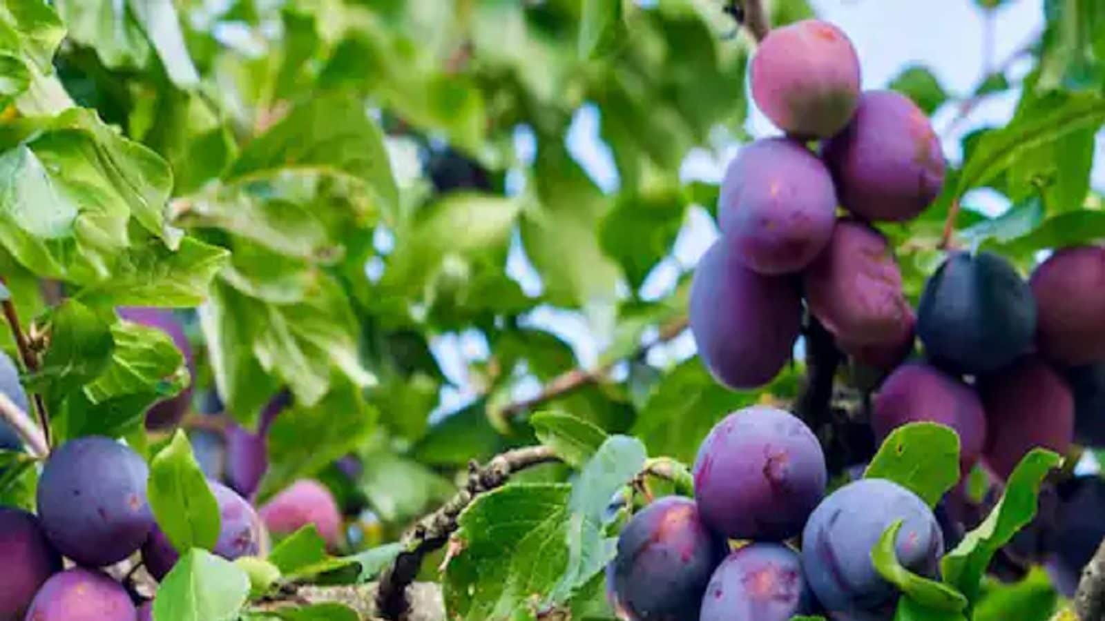 Black Plums మామిడి పండ్ల తర్వాత బెస్ట్ సీజనల్ ఫ్రూట్ ఇదే.. వీటి హెల్త్
