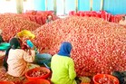 Onion Price : మహారాష్ట్రలో పడిపోయిన ఉల్లిధర.. ఎంతో తెలిస్తే షాక్ అవుతారు..!