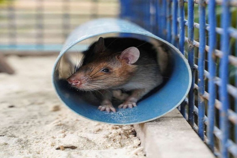 Rats Problem| Remedies: ఇంట్లో ఎలుకలు పెరిగిపోయాయా ?.. ఈ సింపుల్ ...