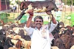 Sheep Distribution : నేటి నుంచి గొర్రెల పంపిణీ.. సిద్ధంగా 73.50 లక్షల గొర్రెలు