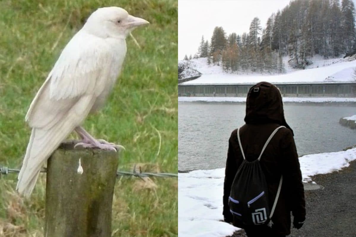 white coloured crow found in Tamilnadu bad for india ...
