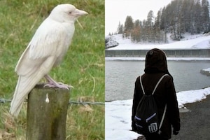 White crow:దేశానికి అపశకునం? కనిపించిన అరుదైన తెల్ల కాకి! ఎక్కడో తెలుసా?
