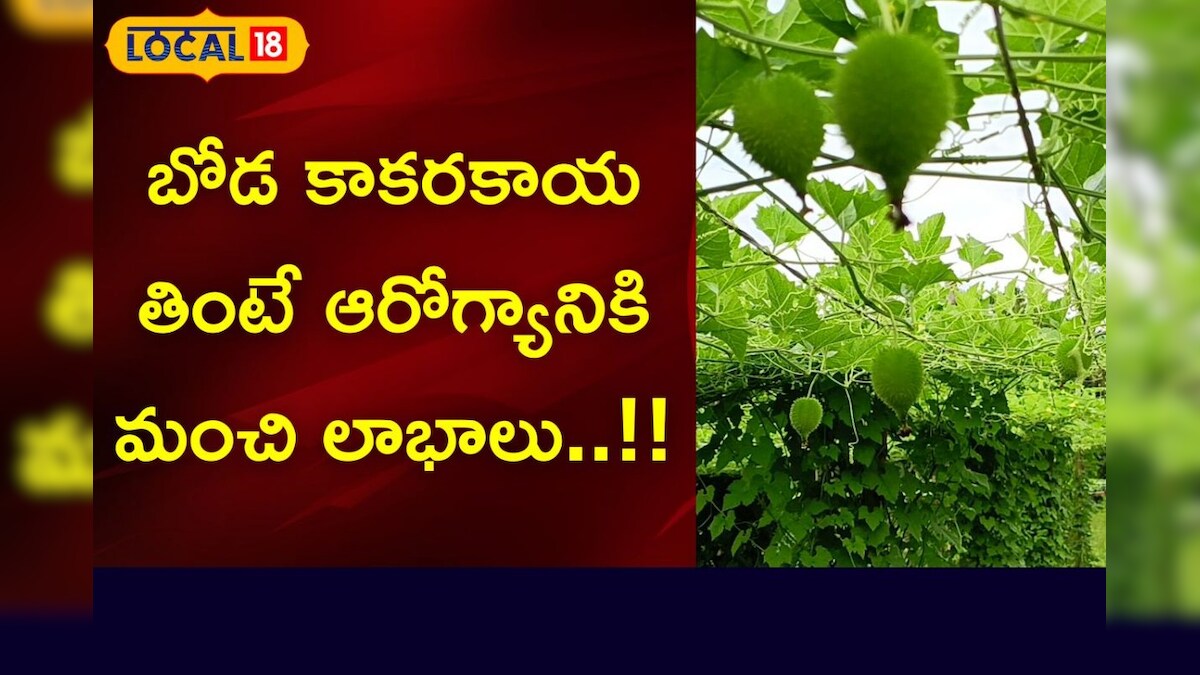 Spine Guard Benefits బోడ కాకరకాయ తింటే ఆరోగ్యానికి మంచి లాభాలు