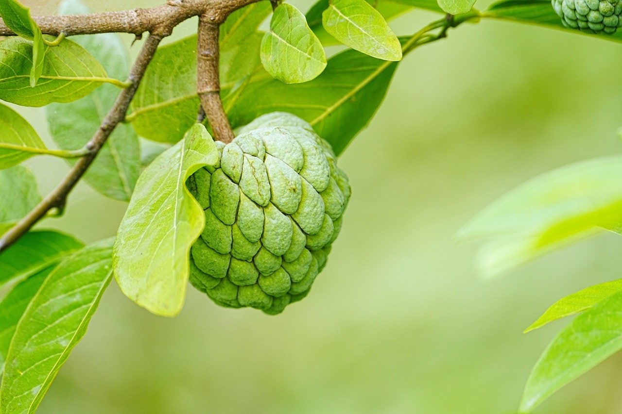 Custard Apple సీతాఫలం ఇలా తింటే.. 12 ఆరోగ్య ప్రయోజనాలు News18 తెలుగు