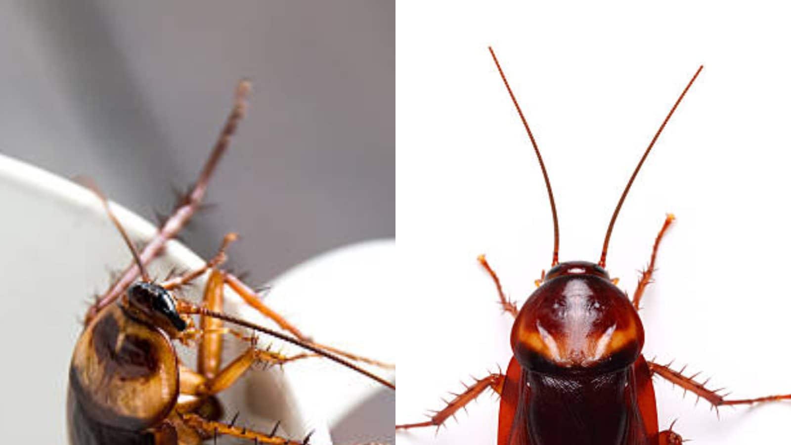 Cockroach Prajati ఇంట్లో బొద్దింకలతో ఇబ్బందులా..?.. ఈ సింపుల్ టిప్స్ తో వాటికి చెక్ ...