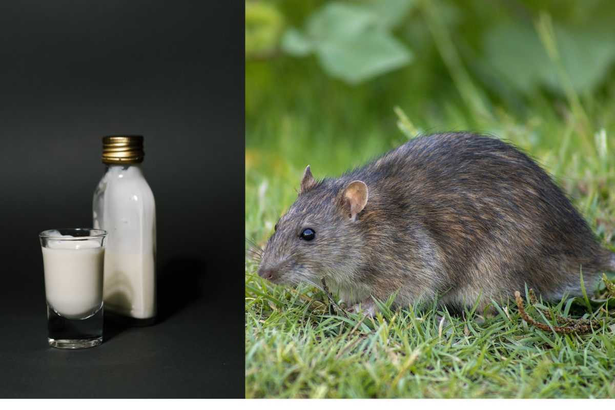 Dairy Rats ఆ చిన్న జంతువు పాలు లీటర్ రూ.18లక్షలు..అది ఏ జంతువో తెలిస్తే షాక్ ...