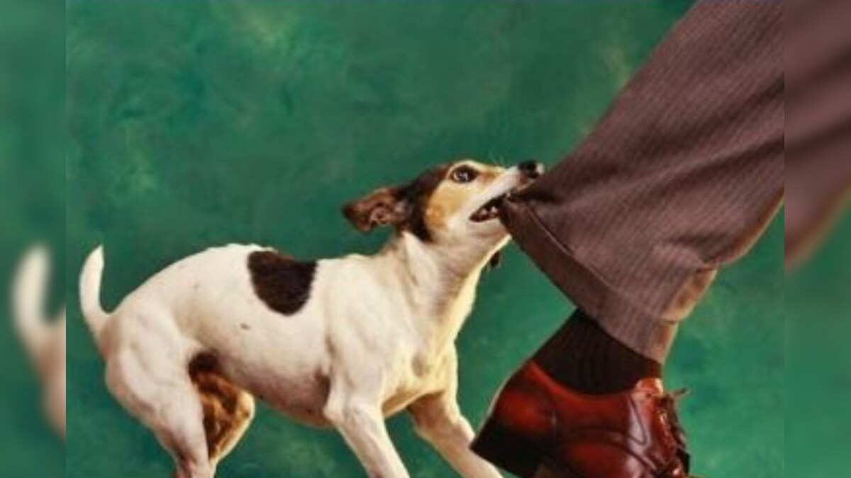 Dog Bite Treatment కుక్క కరిచిన వెంటనే ఆసుపత్రికి తీసుకెళ్లేలోగా