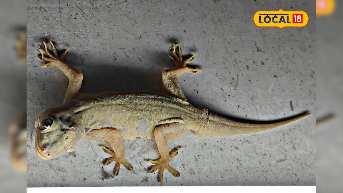 LizardGood Luck వీపుపై బల్లి పడటం మంచిది కాదా? పడితే ఏం జరుగుతుంది