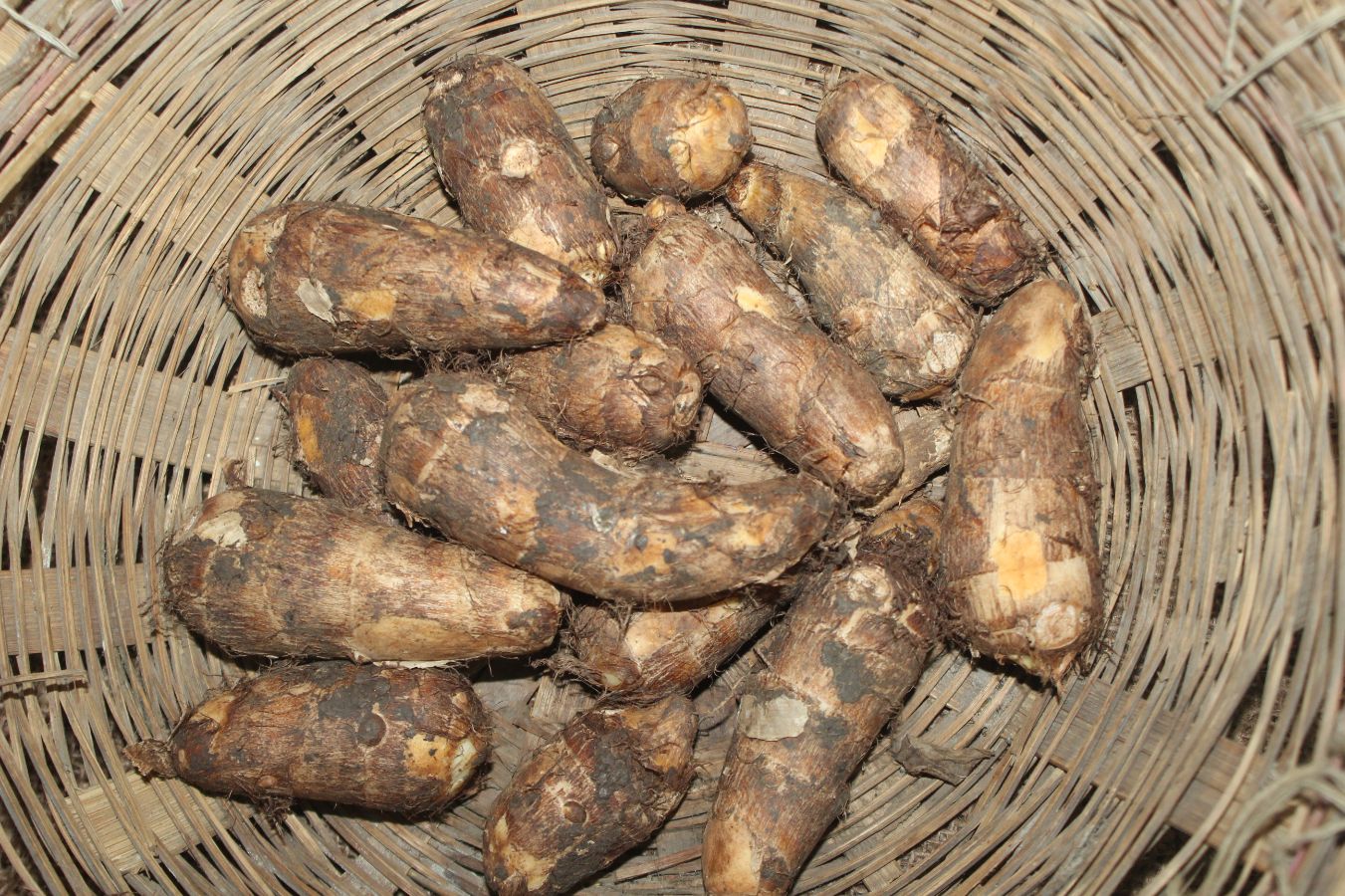 \Winter Tips చలికాలంలో దొరికే చామ గడ్డలు తింటే.. ఎన్నో ఆరోగ్య