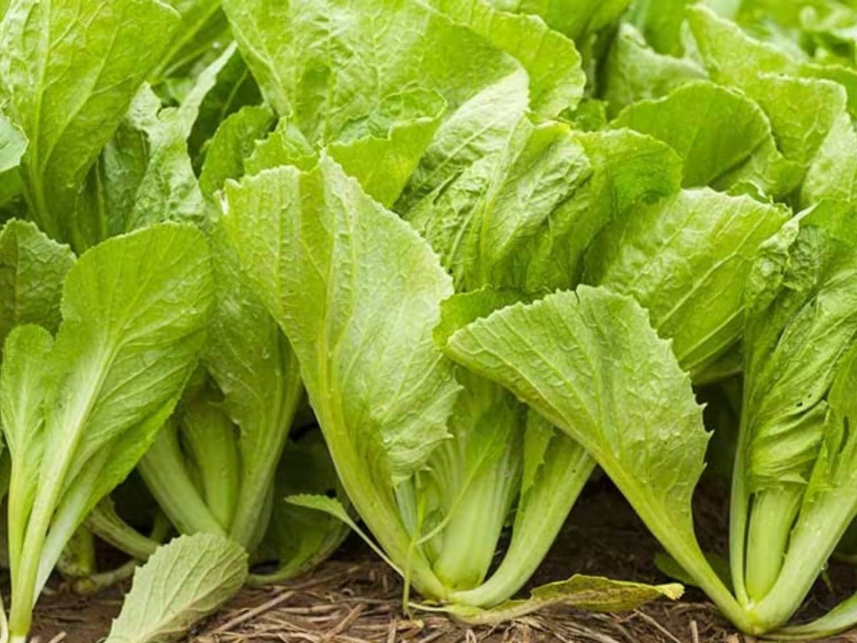 Mustard Leaves ఆవాల ఆకులతో ఎముకల బలోపేతం, కంటి ఆరోగ్యం.. ఇంకా ఎన్నో ప్రయోజనాలు seven health