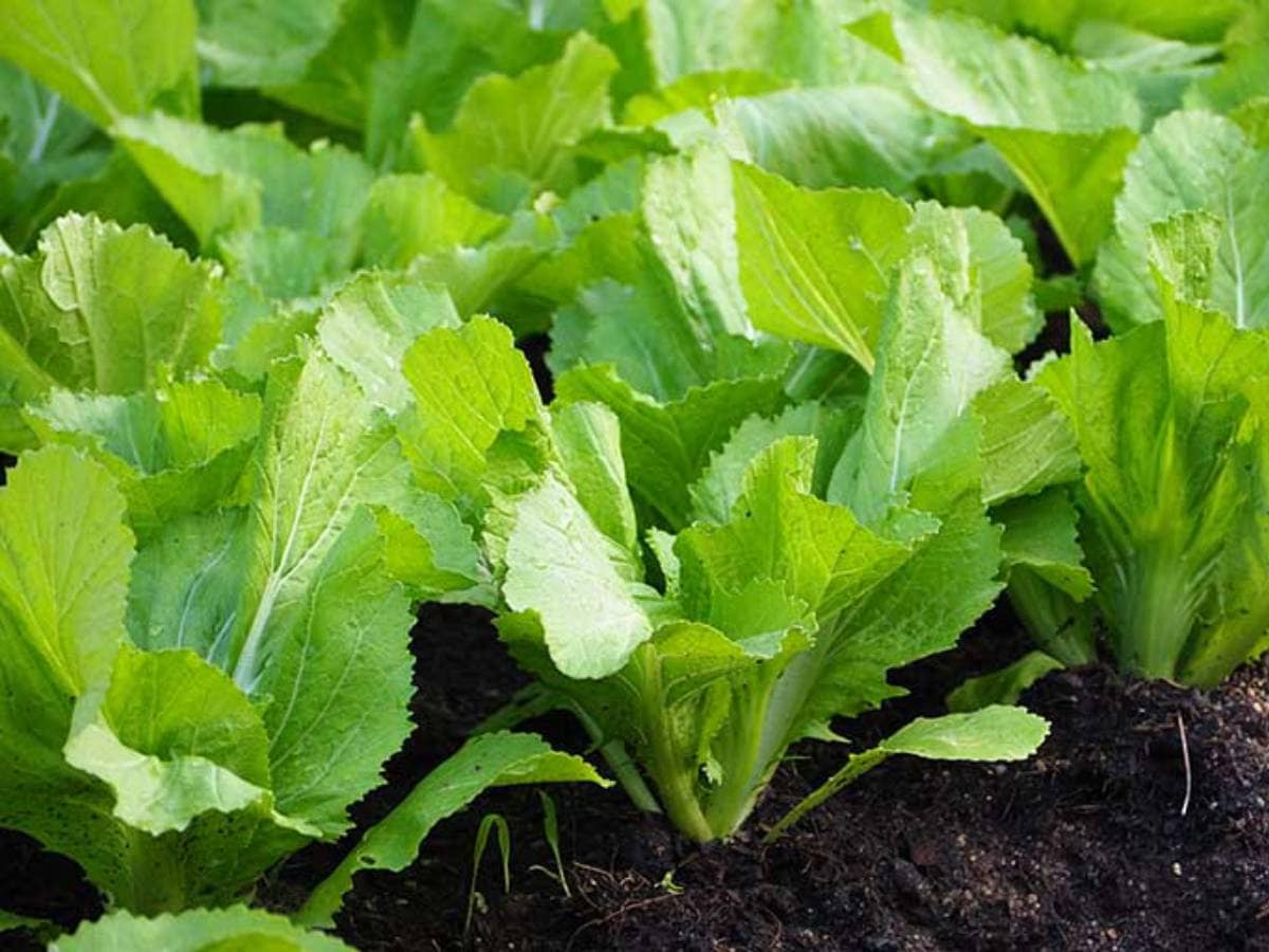 Mustard Leaves ఆవాల ఆకులతో ఎముకల బలోపేతం, కంటి ఆరోగ్యం.. ఇంకా ఎన్నో