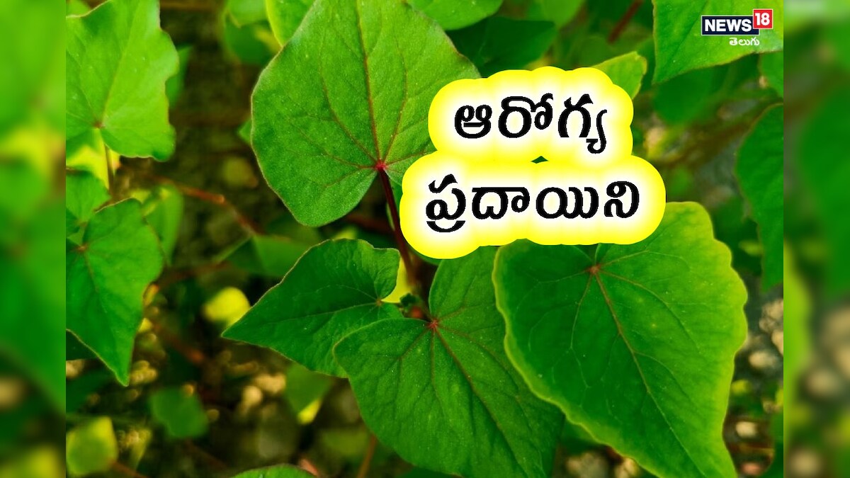 చేపలు, మాంసం కంటే ఈ ఆకుకూర బెటర్.. డయాబెటిస్, క్యాన్సర్ దూరం.. డాక్టర్