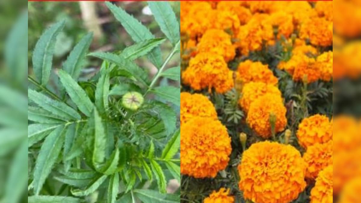 Marigold Plant Benefits: బంతి మొక్కలతో అనేక ప్రయోజనాలు