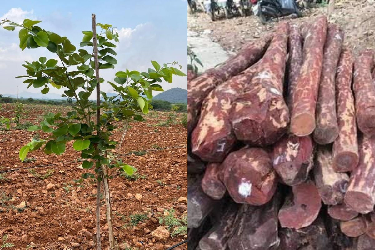 A Journey Among the Enchanting Tree Varieties at Kaadu Farm | Kaadu Organics