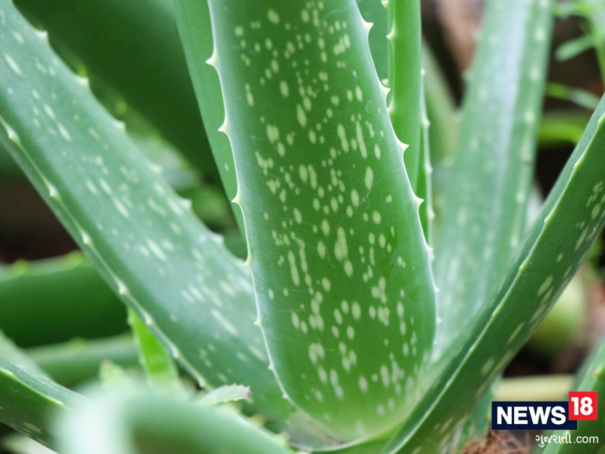 Aloevera benefits కలబందలో వందల కొద్దీ ఔషధ గుణాలు.. ఈ ప్రయోజనాలు
