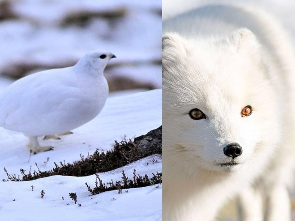 Animals Change Color చలికాలంలో తమ రంగును తెల్లగా మార్చుకునే జంతువులు
