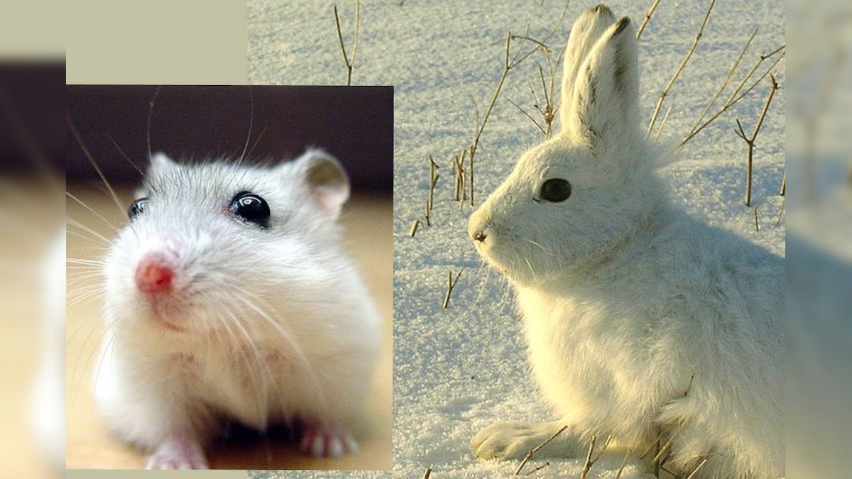 Animals Change Color చలికాలంలో తమ రంగును తెల్లగా మార్చుకునే జంతువులు