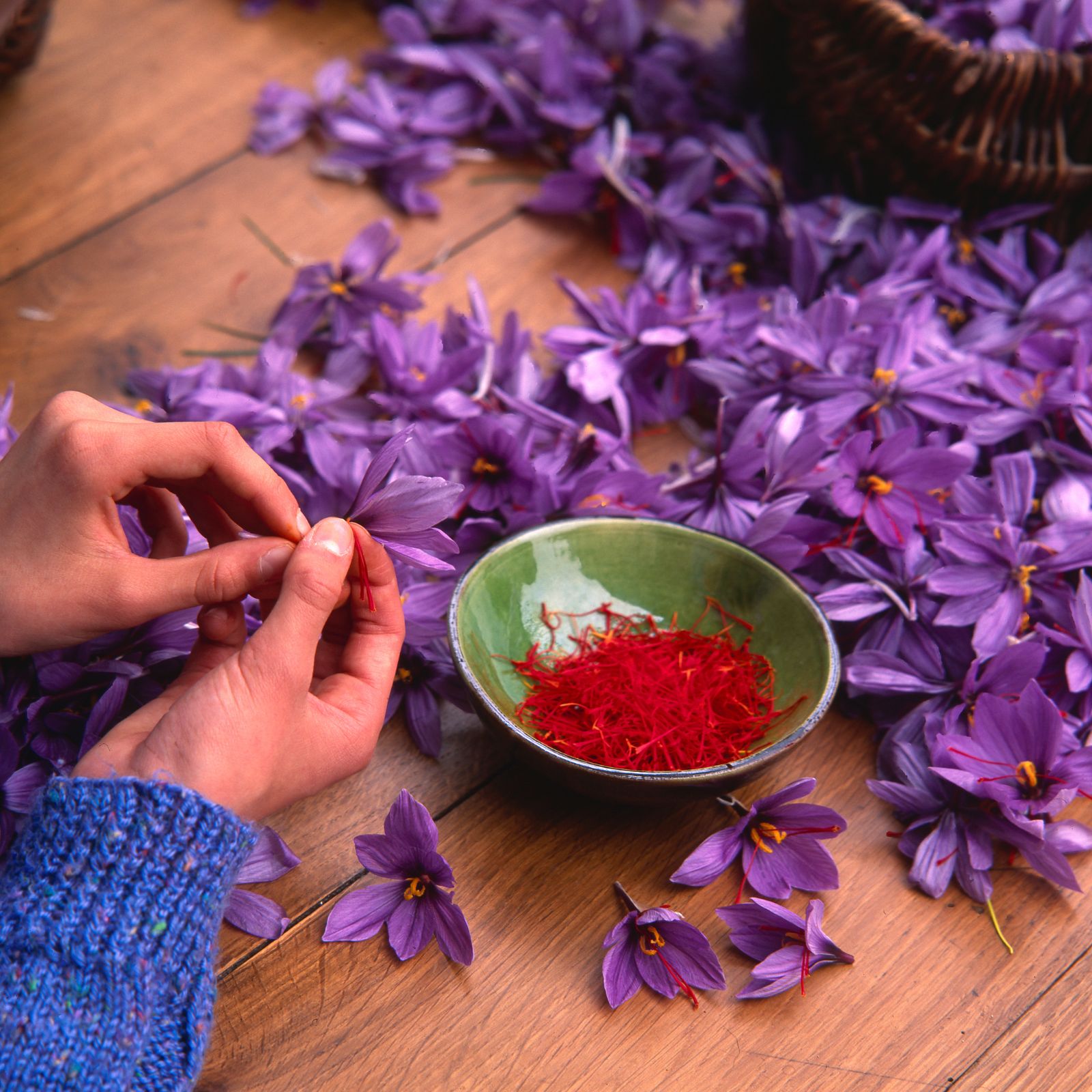 How to grow a saffron plant at home in india Gardening ఇంట్లోనే