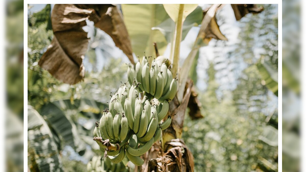 Banana Plant Vastu అరటి మొక్క పక్కన ఈ మొక్కను పెట్టకండి.. సమస్యలు