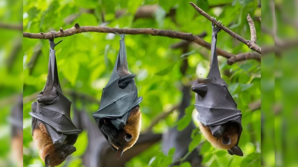 గబ్బిలాలు తలక్రిందులుగా ఎందుకు వేలాడతాయి?..ఈ ఇంట్రెస్టింగ్ విషయాలు మీకు