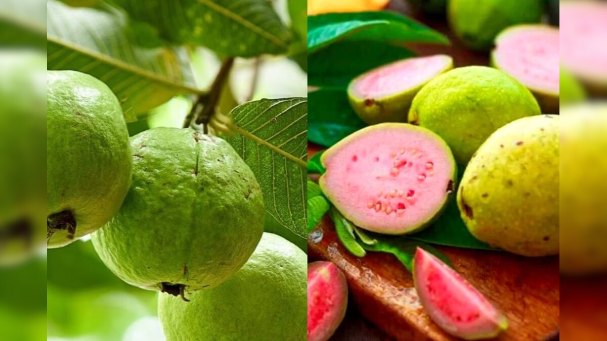 Pink Guava: ఒక్క జామ కాయతో.. మీ బరువును సులువుగా తగ్గించుకోండి.. uses ...