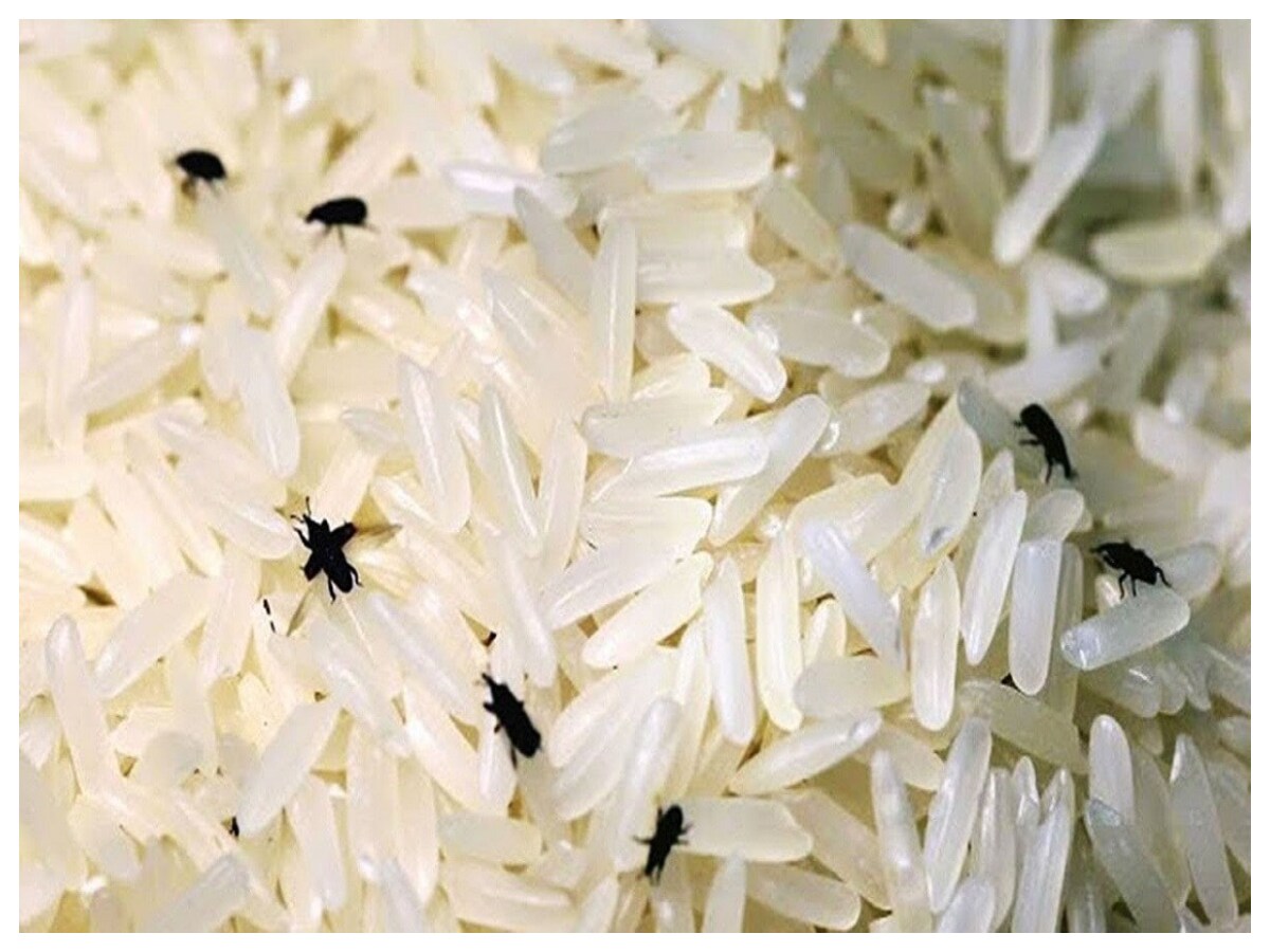 Red Rice Insects Home Remedies-Rice Bugs: బియ్యం పురుగుపట్టకుండా ఏడాది మొత్తం ఫ్రెష్ గా ...