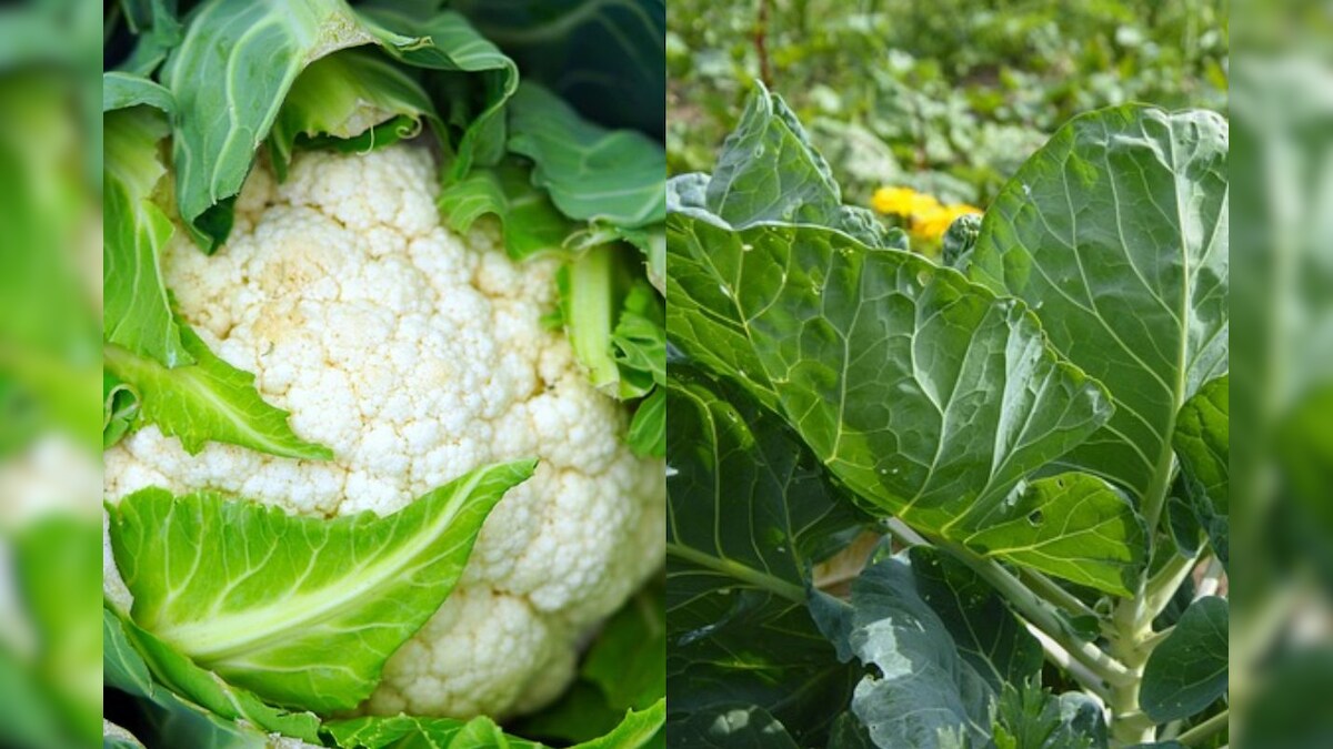 madhya pradesh business success story cabbage farming has made the