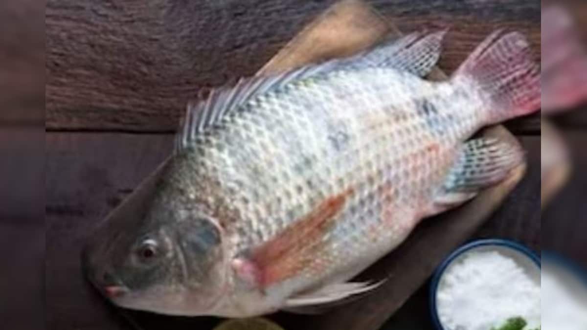 Tilapia Fish Recipe తిలాపియా చేపతో కొత్త రకం రెసిపీ.. ఇలా వండితే