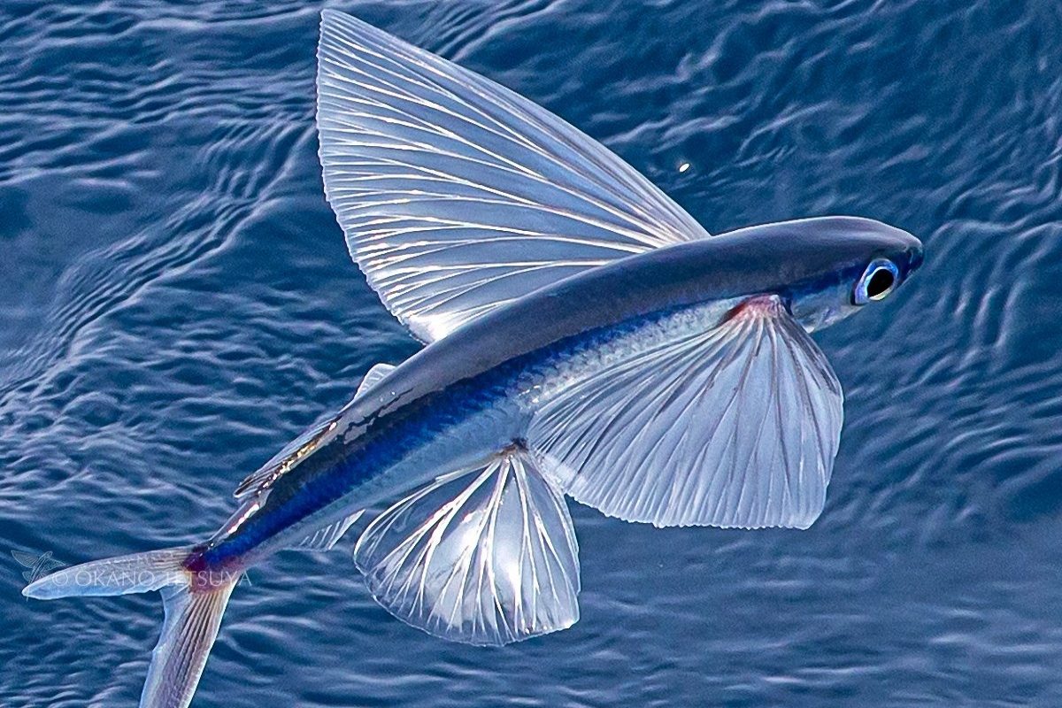 Flying Fish: రెక్కల చేపలు.. అచ్చం పక్షుల్లా గాల్లోకి ఎంత చక్కగా ...