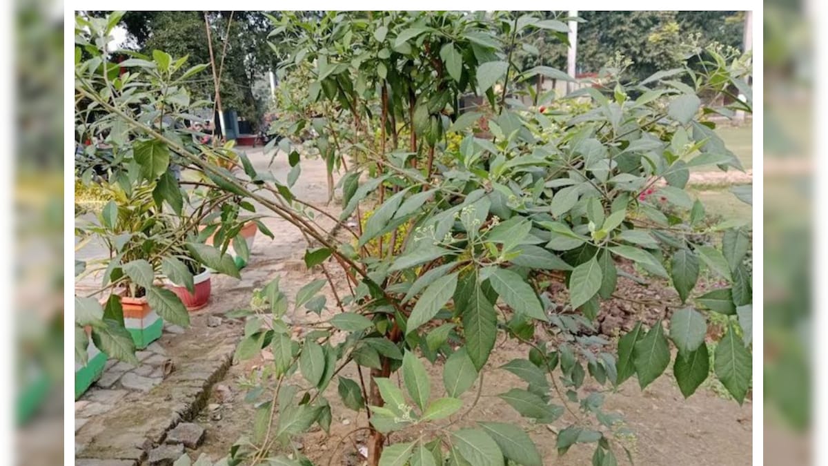 ఈ మొక్క రక్తంలో చెక్కరను తొలగిస్తుంది.. పాము విషానికి దివ్య ఔషధం..!
