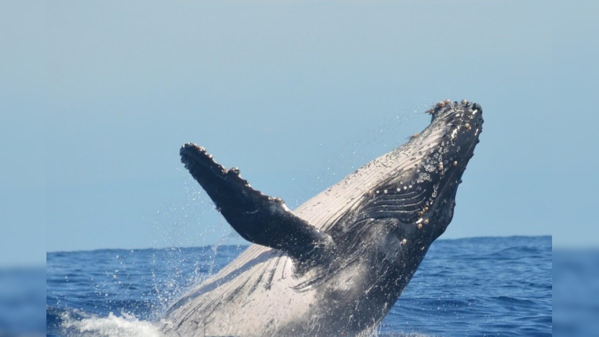 తిమింగలాలు వింత శబ్దాలు ఎందుకు చేస్తాయో తెలుసా? దీనివెనుక మిస్టరీ ఇదే