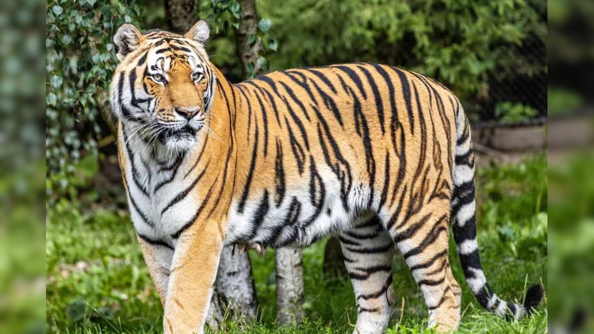 Indian animals: ఈ 10రకాల జంతువులు ఇండియాలో మాత్రమే కనిపిస్తాయి.. అవేంటో తెలుసా