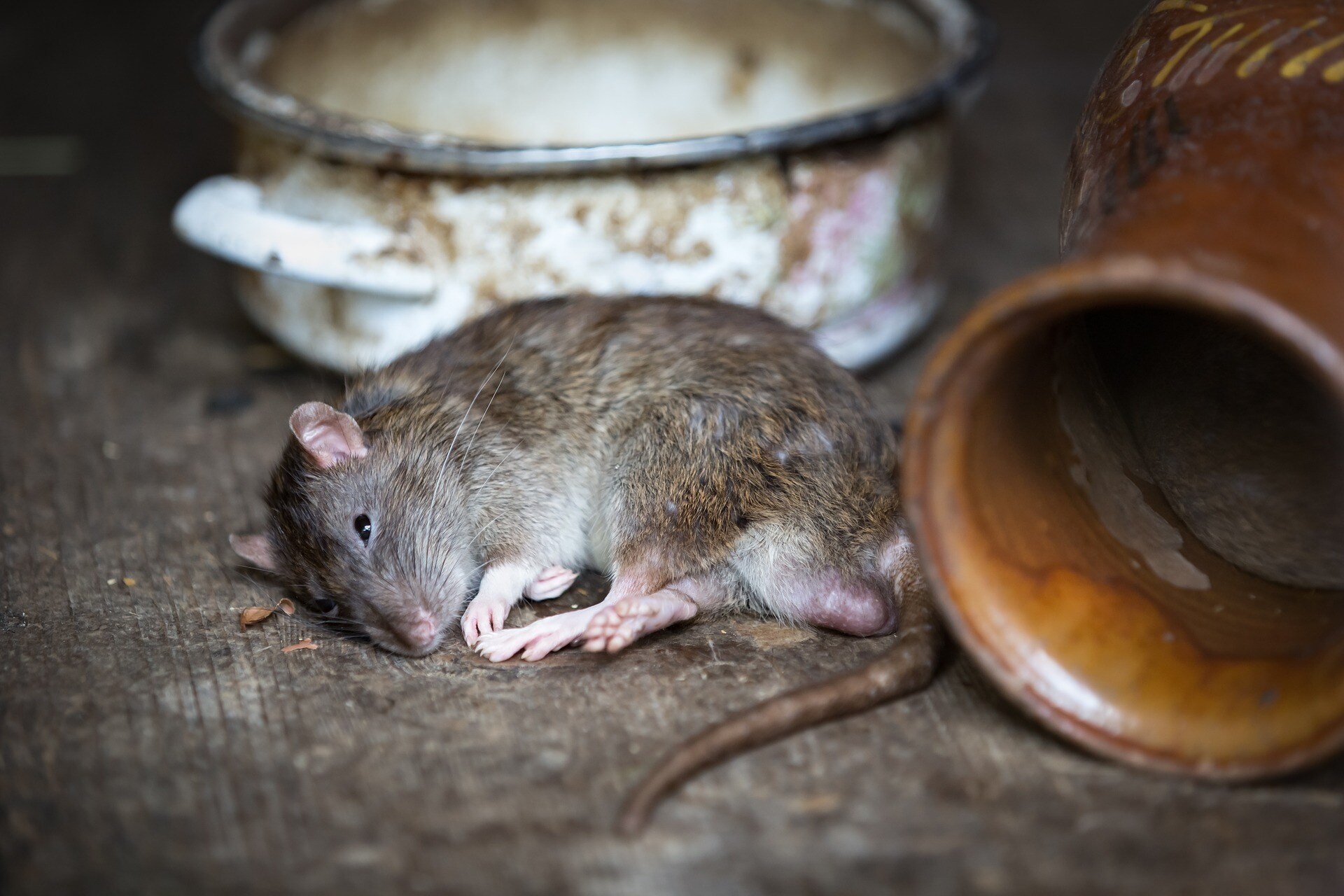 Rat Control Tips: ఎలుకల్ని తరిమి కొట్టాలంటే.. ఇంట్లో ఈ పండ్లను ఉంచండి