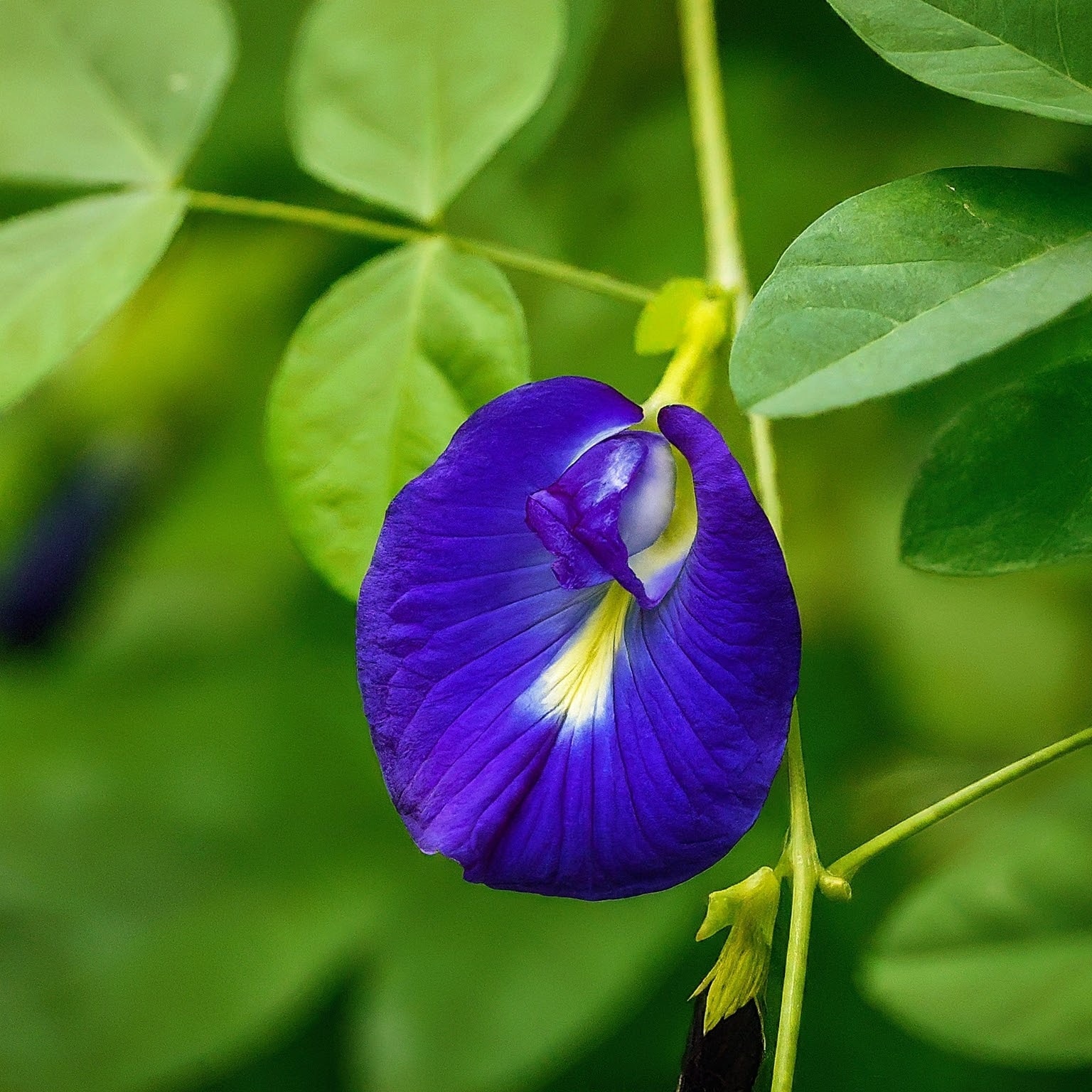 సమ్మర్‌కి స్పెషల్ ట్రీట్.. శంకు పుష్పంతో టీ, షర్బత్.. ఇలా తయారుచేసుకోండి perfect treat for