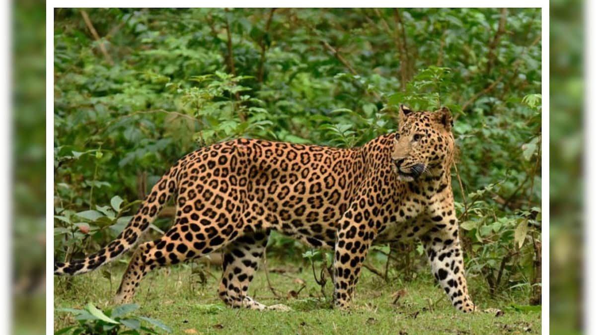 Cheeta : చిరుత అంత వేగంగా ఎలా పరిగెడుతుంది.. దానితో మరే ఇతర జంతువులు ఎందుకు పోటీపడలేవు..?