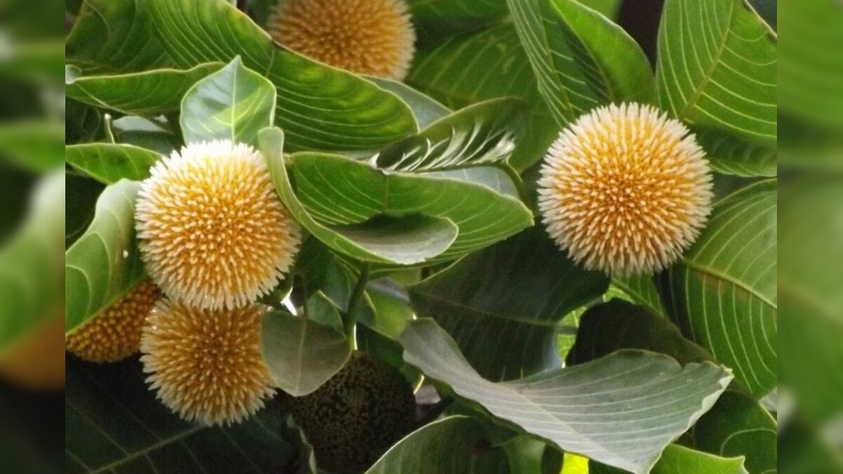 Kadamba Insect Kadamba Flower: ఈ పువ్వు మీ బీరువాలో ఉంటే.. అప్పుల బాధ ఉండదు.. డబ్బే ...