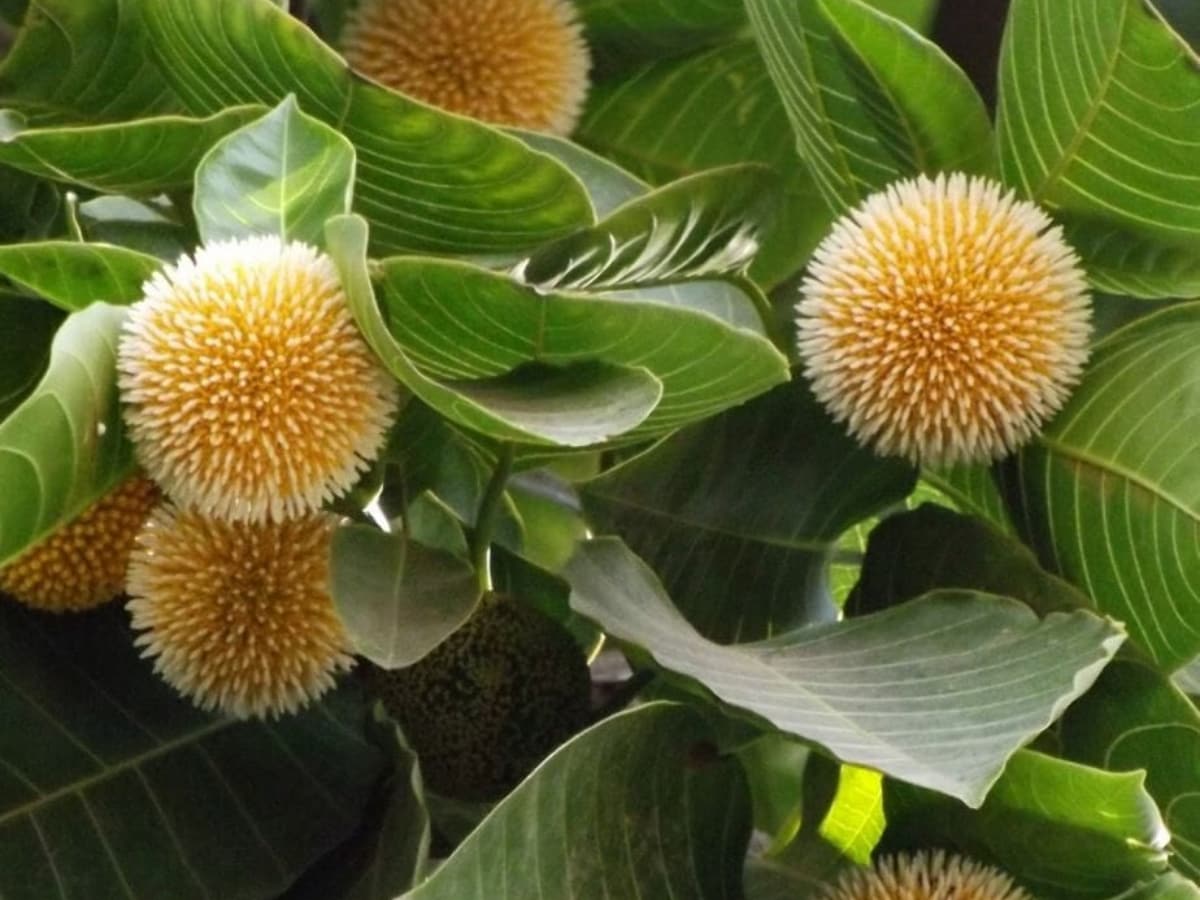 Kadamba Raja Kadamba Flower: ఈ పువ్వు మీ బీరువాలో ఉంటే.. అప్పుల బాధ ఉండదు.. డబ్బే ...