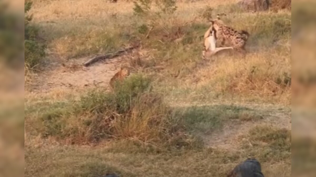 Viral Video: చిరుతపులి, హైనా, మొసలి బిగ్ ఫైట్.. ఇలాంటి వీడియో ఎప్పుడూ