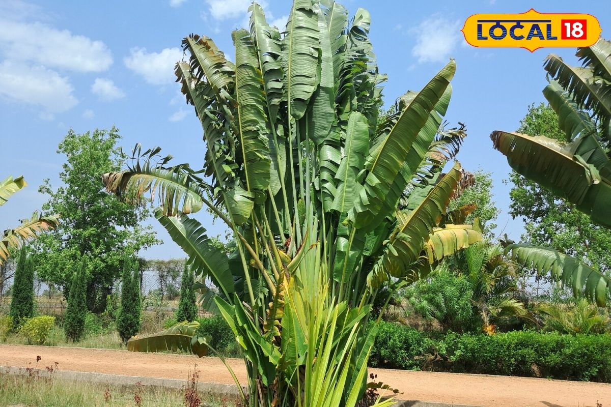 There are more than 30 species of trees in this park of Gaya, you will ...