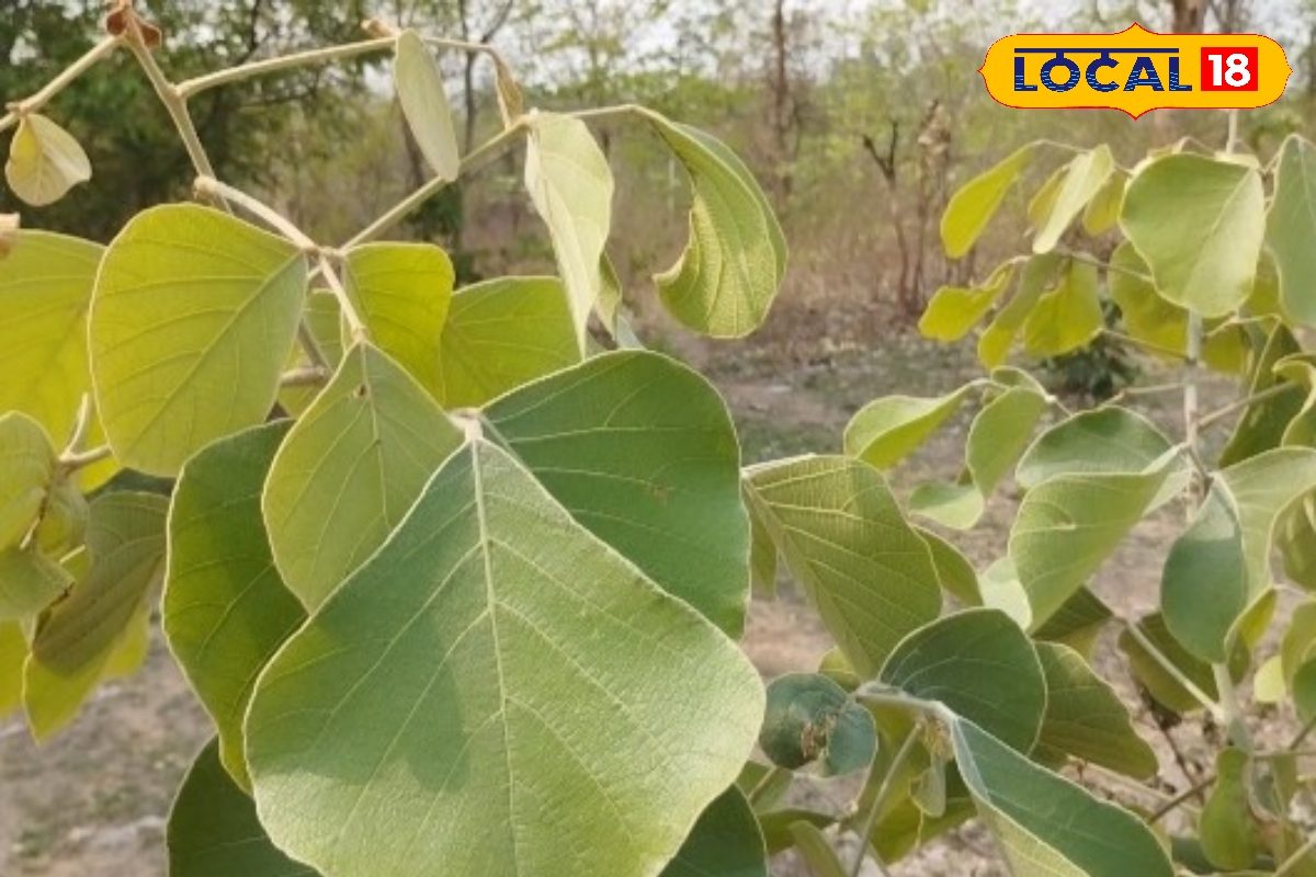 Modiwana Tree ఈ చెట్టు చేసే మంచి అపరిమితం.. ఇంతకు ఏంటా చెట్టు తెలుసుకుందామా.. Moduga ...