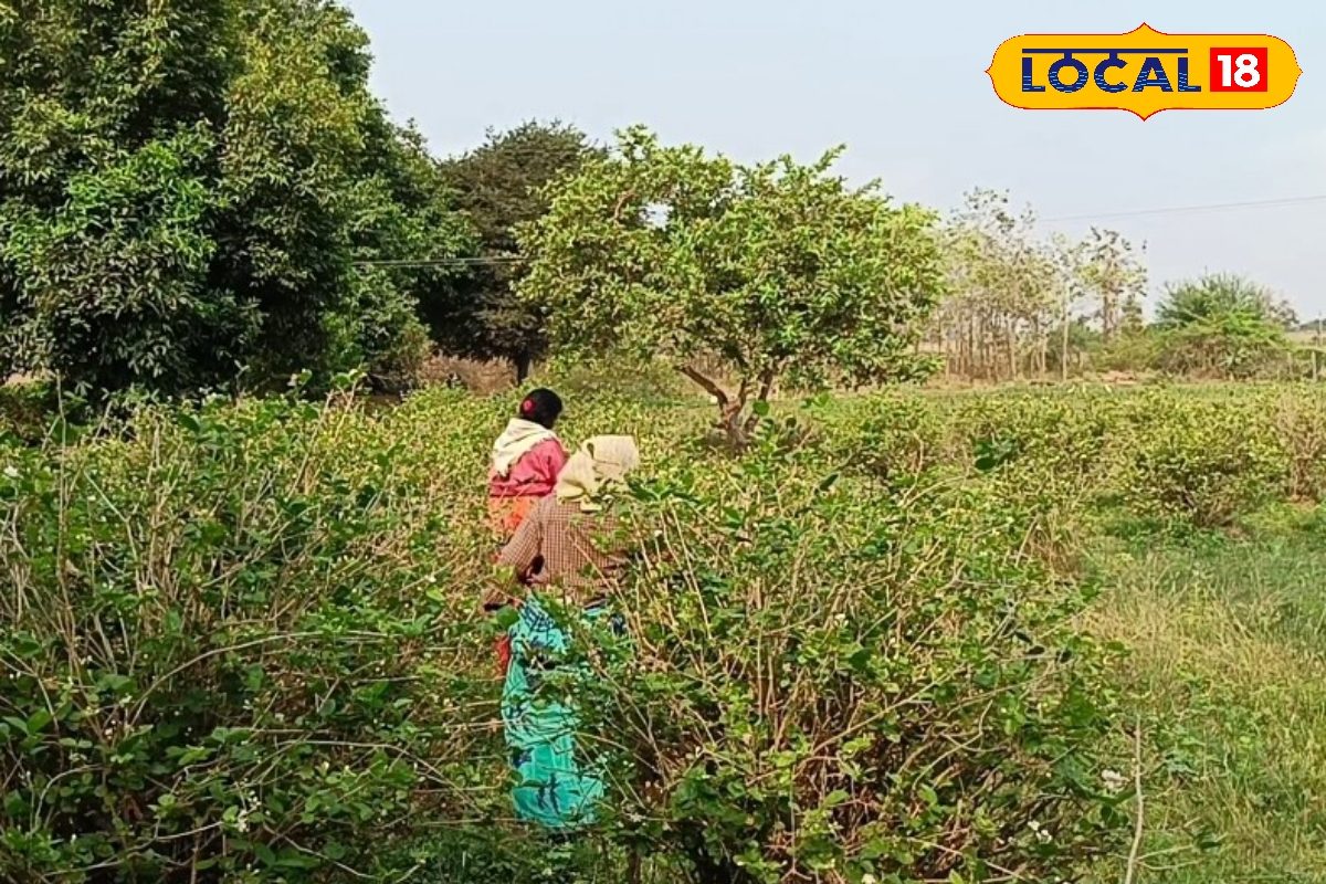 साल भर रोजगार.. ये है इस चमेली के बगीचे की कहानी.. साल भर रोजगार.. ये है इस चमेली के बगीचे की कहानी..